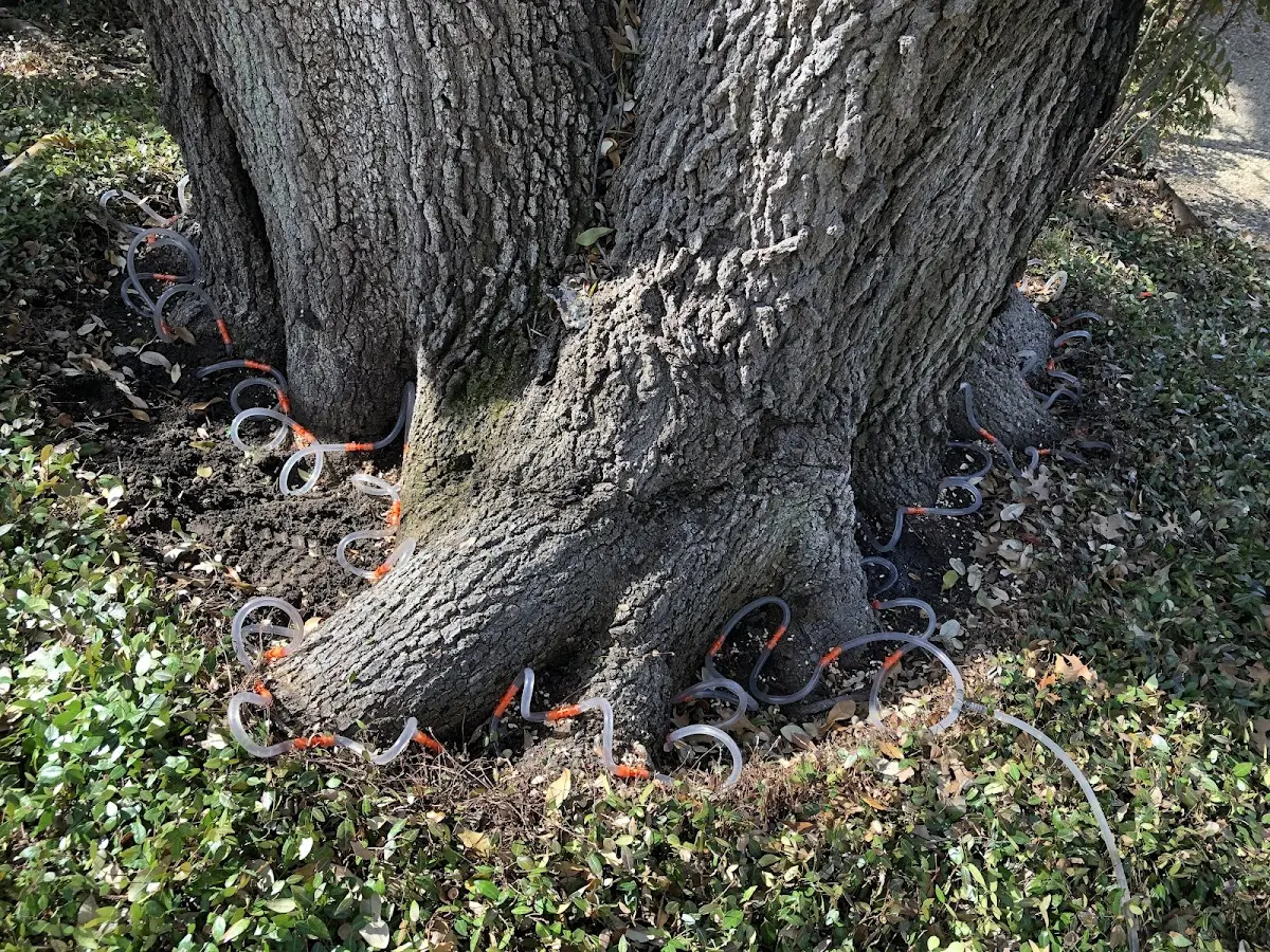 Detailed Tree Cabling and Bracing job site in Lake Hiawatha
