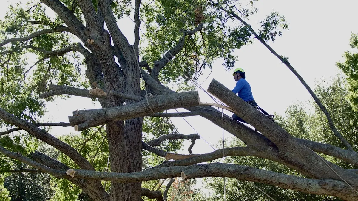 Professional Crown Thinning performed by certified arborists in Lake Hiawatha
