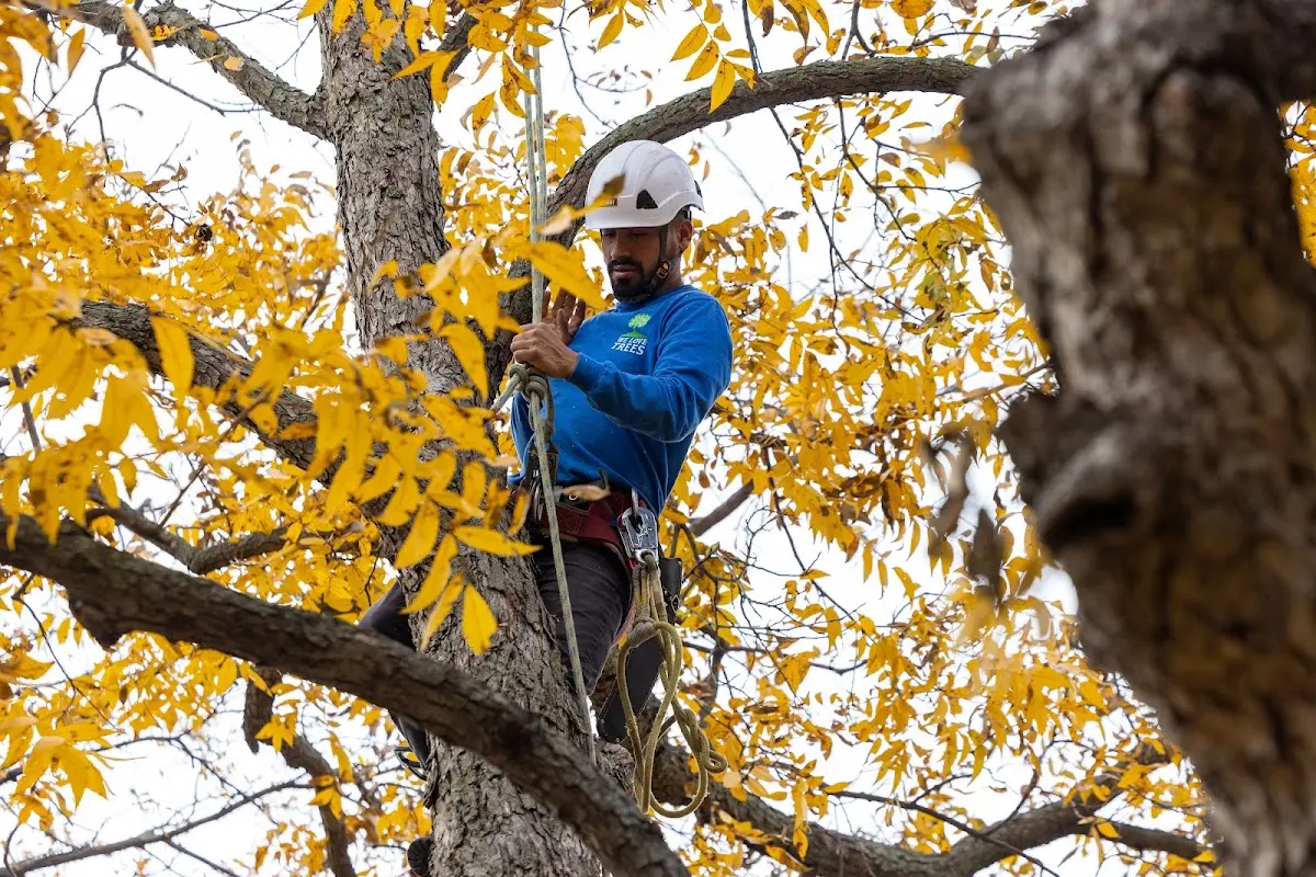 Skilled Tree Pruning crew working in Lake Hiawatha