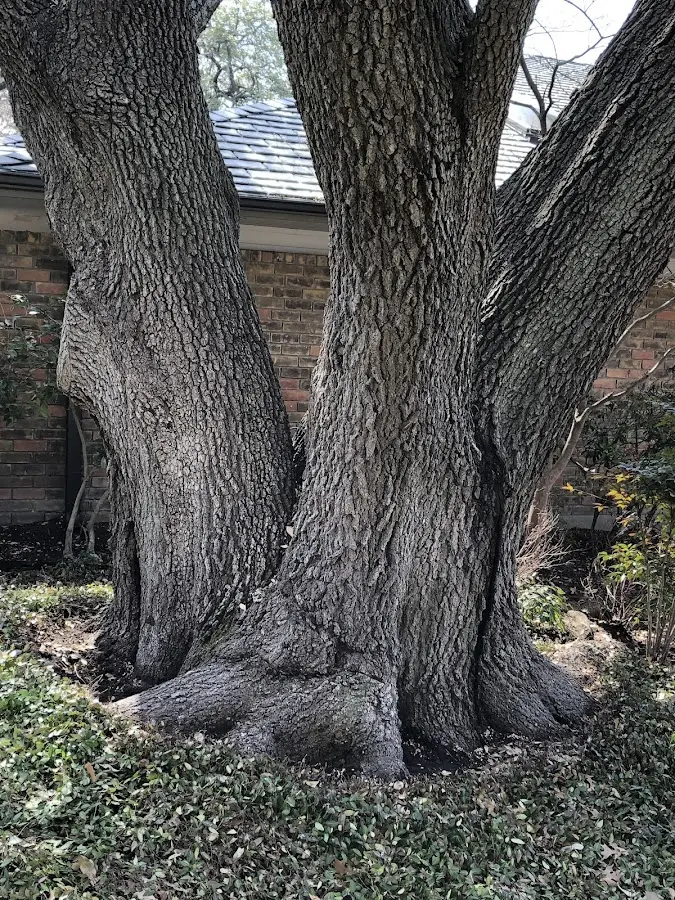 Mature heritage tree close to a Lake Hiawatha property cared for by certified arborists